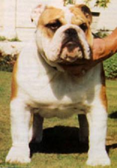bulldog ou bouledogue anglais : Brampton’s Mr Douglas